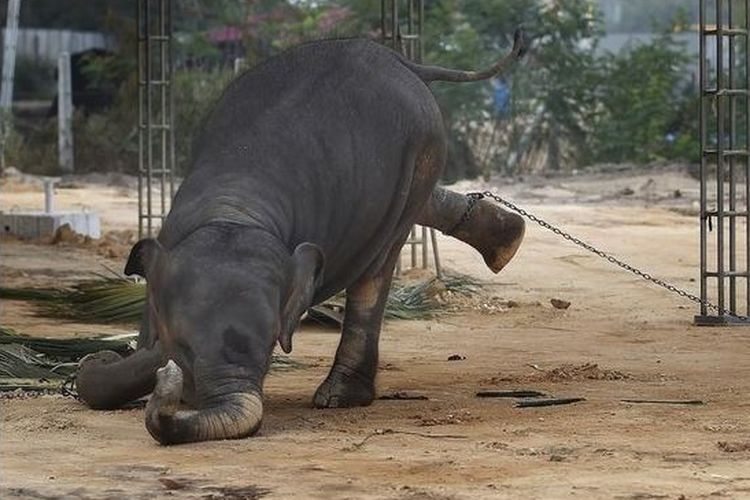 Gajah dalam penangkaran yang diikat dengan rantai agar tidak bisa kabur dan tetap di tempat.