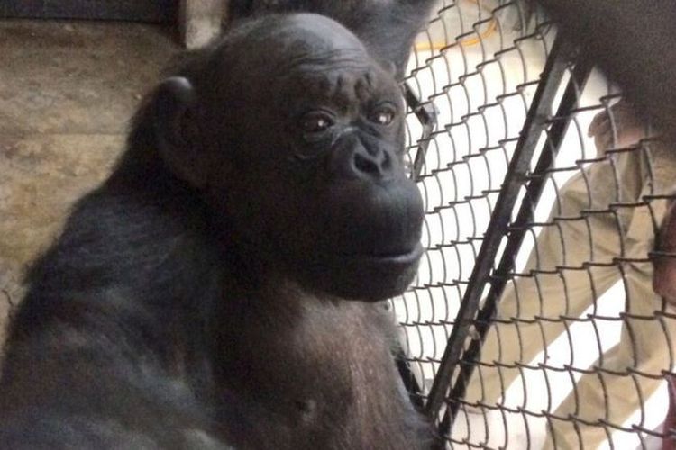 Seekor simpanse betina bernama Rita berusia 57 tahun di kebun binatan Delhi, India. (BBC)