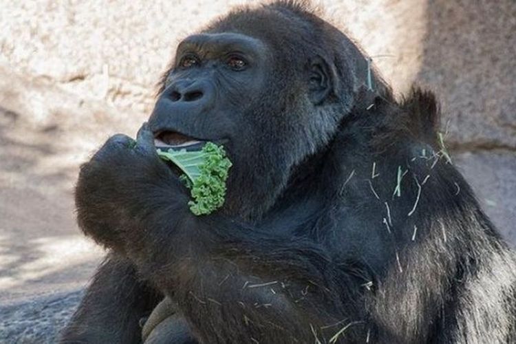 Vila, gorila tertua kedua di dunia mati pada usia 60 tahun di Taman Safari San Diego, Amerika Serikat, Kamis (25/1/2018). (Taman Safari San Diego via BBC)