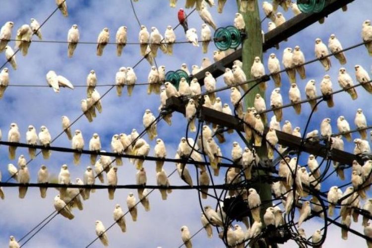 Serbuan burung korela, salah satu jenis kakatua, telah menimbulkan banyak kerusakan di Australia. (ABC Open/ Gemma Deavin)