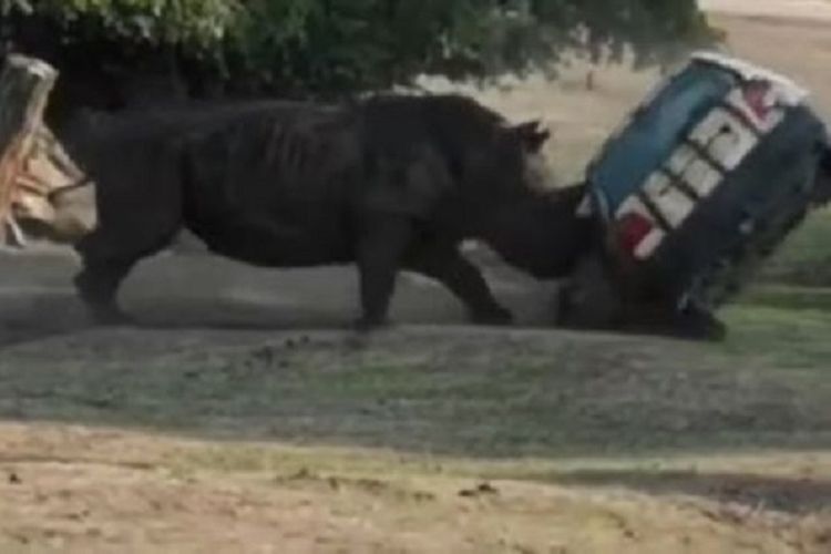Potongan gambar video memperlihatkan seekor badak yang tengah menanduk mobil berisi pawang taman safari di Jerman.