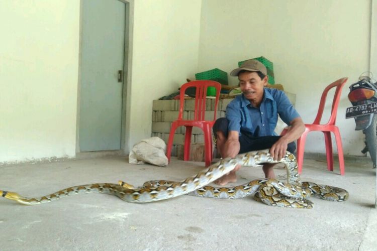Salah seorang warga Dusun Mertelu, Desa Mertelu, Kecamatan Gedangsari, Gunungkidul, Wasiyo, menunjukkan dua ekor ular di rumahnya, Rabu (6/2/2019).