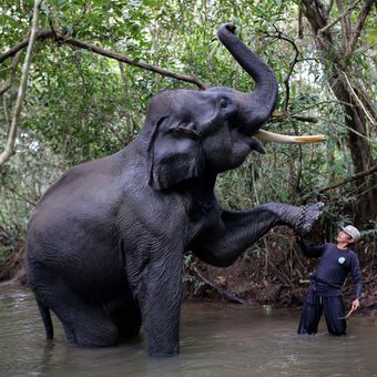 Mahout dari Elephant Rescue Unit (ERU) sedang memandikan gajah di Kawasan Taman Nasional Way Kambas (TNWK), Kabupaten Lampung Timur, Lampung, Senin (29/7/2017). Gajah-gajah di Elephant Rescue Unit (ERU) telah jinak dan sudah dilatih untuk membantu manusia, salah satu kontribusi gajah-gajah ini adalah membantu mendamaikan jika terjadi konflik manusia dengan gajah-gajah liar.