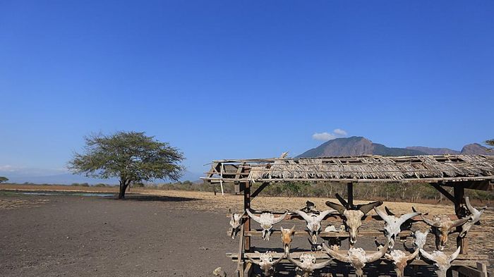 Catat Nih, 3 Destinasi Eksotik di Taman Nasional Baluran