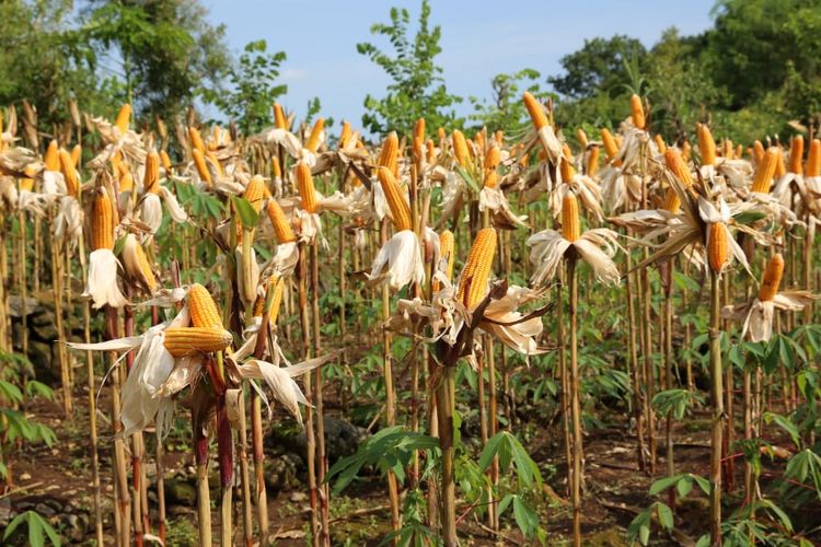 Pengamat Ekonomi Politik Pertanian Universitas Trilogi, Muhamad Karim menilai hasil produksi jagung lokal ini dapat digunakan untuk kebutuhan konsumsi.