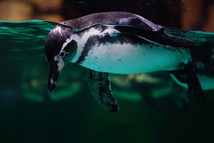 Penguin baru di Ocean Dream Samudra Ancol, Jakarta Utara