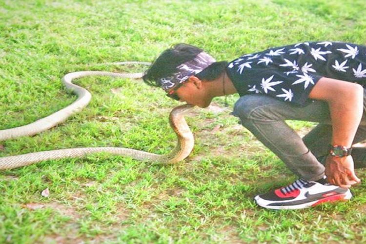 Foto Rizky sedang bermain dengan ular king cobra saat Car Free Day (CFD) di Bundaran Besar Palangkaraya, Minggu (8/7/2018).