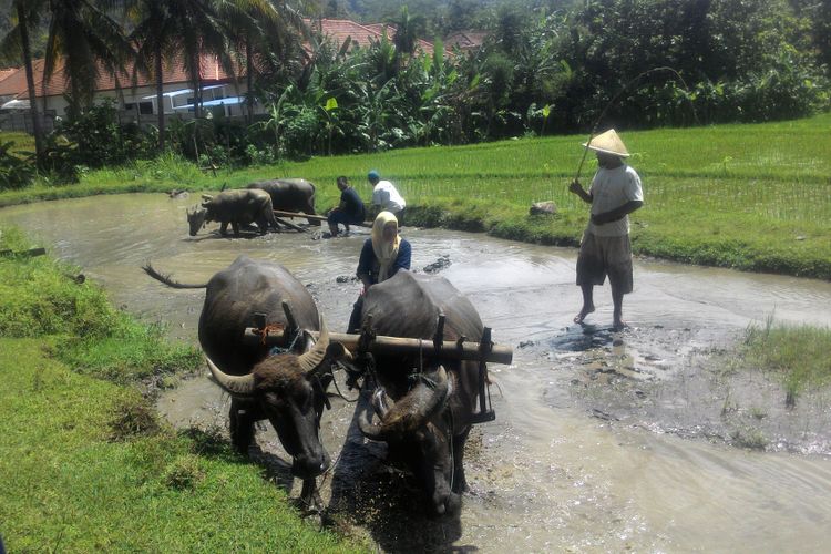 Ada kegiatan membajak sawah yang bisa dinikmati di Desa Banjarasri, Kalibawang, Kulon Progo, DI Yogyakarta. Ini merupakan salah satu kegiatan outbound di destinasi Dolandeso.
