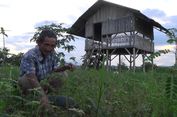 Kiat Subarkat Mendulang Rupiah dengan Berkebun di Tanah Orang