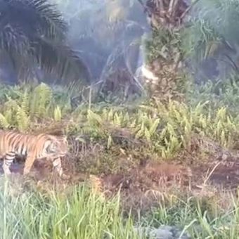 Harimau Bonita yang menerkam dua warga di Kampung Danau, Kabupaten Indragiri Hilir, Riau, belum tertangkap sejak 3 Januari lalu.