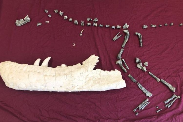 Perbandingan tubuh Suskityrannus hazelae dengan Tyrannosaurus rex.