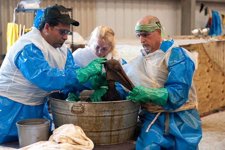 Para sukarelawan membersihkan seekor pelikan coklat yang tubuhnya tertutup minyak yang tumpah ke pesisir Louisiana AS akibat ledakan pengeboran minyak Deepwater Horizon. 