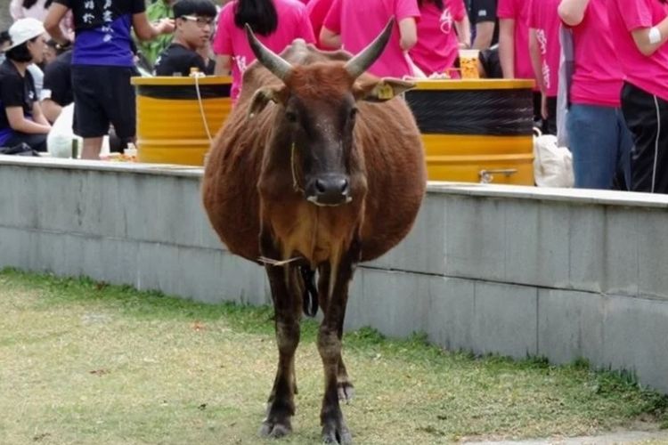 Billy, seekor sapi jantan yang jinak dan telah menjadi semacam maskot untuk Pantai Pui O di Pulau Lantau, Hong Kong.