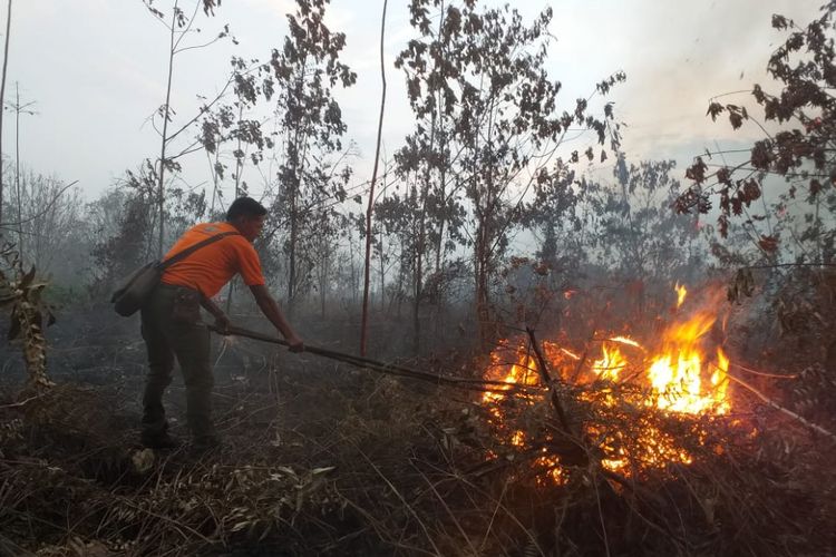 Seorang petugas Manggala Agni mematikan api kebakaran hutan dan lahan (karhutla) di Kelurahan Terkul, Kecamatan Rupat, Kabupaten Bengkalis, Riau, Rabu (20/2/2019).