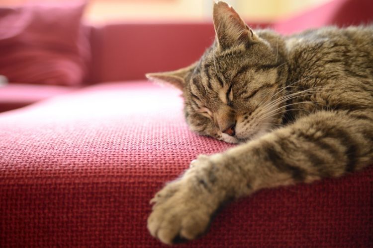 Jangan Biasakan Kucing  Tidur  di  Kasur  Anda Kompas com
