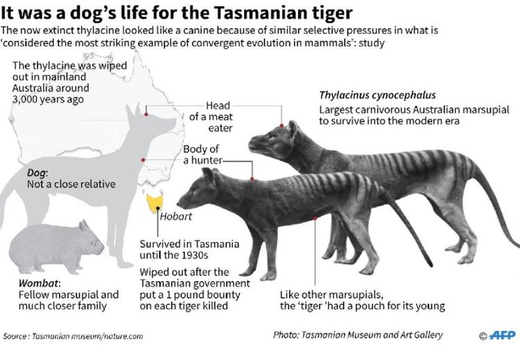 Harimau Tasmania