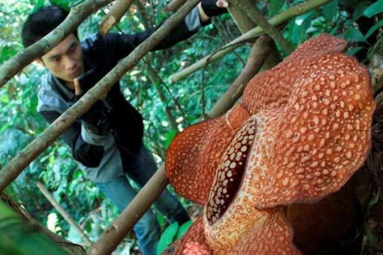 Bunga Rafflesia arnoldii mekar di hutan Cagar Alam Taba Penanjung, Kabupaten Bengkulu Tengah, Bengkulu, Rabu (15/5/2013). Setiap kali ada bunga rafflesia yang mekar di hutan yang dibelah Jalan Raya Bengkulu-Kepahiang itu selalu menarik perhatian wisatawan dan warga yang melintas. Diperlukan upaya perlindungan habitat rafflesia yang serius dari pemerintah agar bunga terbesar di dunia itu tidak punah.