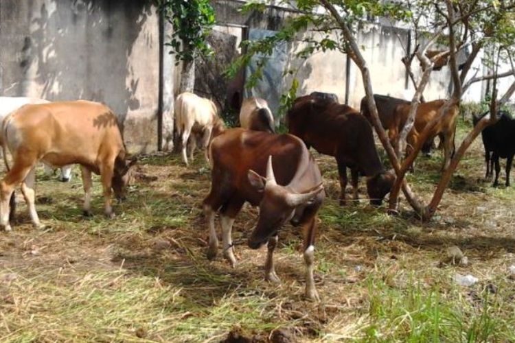 Untuk mendapatkan hewan kurban yang sehat dan layak sesuai standar syariah, Wahdah Islamiyah dan Pengurus Masjid Al Ihsan Mamuju mulai menyeleksi Hewan Qurban, Selasa (15/8).