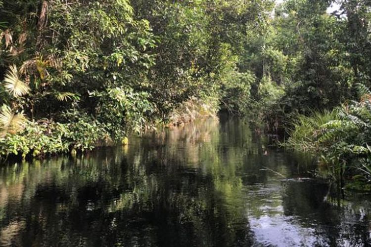 Taman Nasional Sebangau di Kalimantan Tengah merupakan lahan hutan gambut yang dilalui beberapa sungai, salah satunya Sungai Koran yang berair hitam. Warna ini bukanlah hasil limbah, melainkan zat tannin yang ada di dalam rawa gambut.