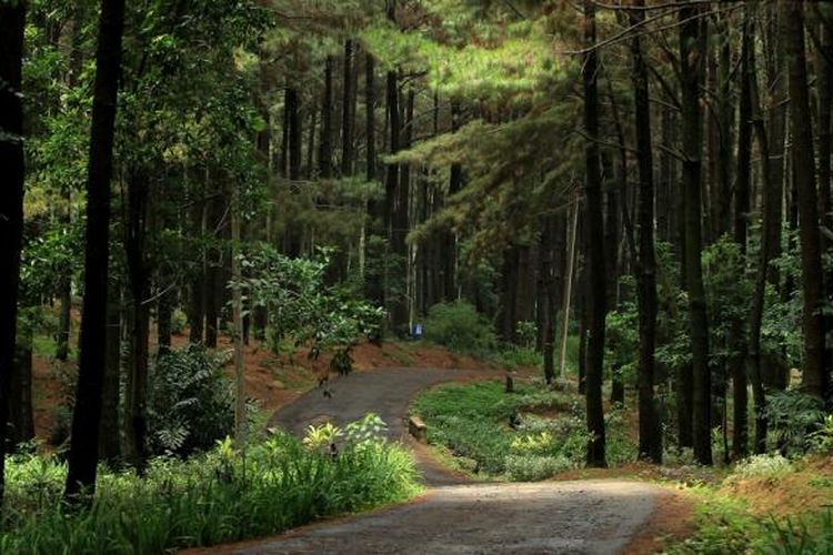 Hutan pinus di Taman Wisata Alam Gunung Pancar, Bogor. 
