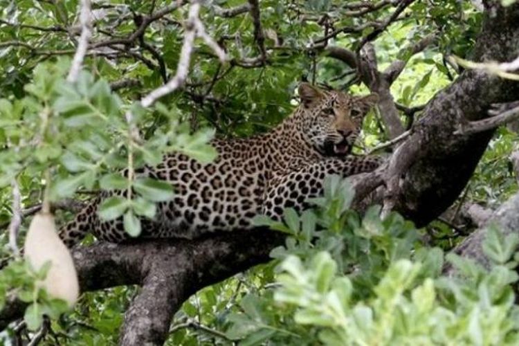 Seekor macan tutul di Taman Nasional Krueger, Afrika Selatan.