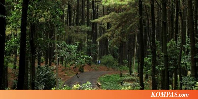 5 Wisata Hutan Pinus di Indonesia
