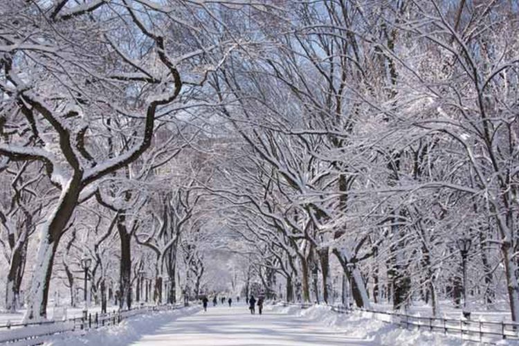 Central Park, New York, Amerika Serikat saat musim dingin.