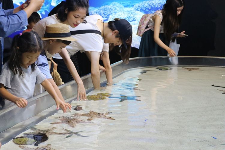 Okinawa Churaumi Aquarium adalah salah satu destinasi wisata andalan di Pulau Okinawa. Tampak dalam foto adalah zona laut dangkal di mana pengunjung bisa memegang kerang ataupun bintang laut.