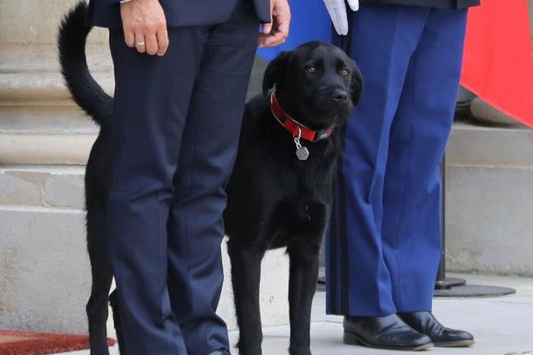 Anjing milik Presiden Emannuel Macron, Nemo, berada di luar istana negara Perancis, Elysee Palace. (:udovic Marin/AFP)

