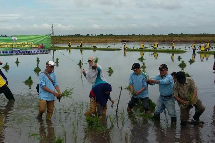 Bantuan infrastruktur pertanian, seperti alat-alat pertanian (Alsintan) dan sarana produksi (Saprodi) akan diberikan Kementan untuk optimalkan lahan rawa.