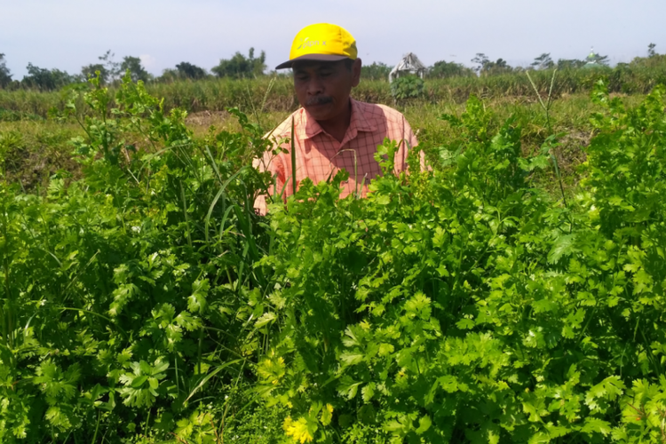 Petani Gono dengan tanaman ketumbar di sawahnya di Dusun Mipitan, Desa Ploso Lor,  Kecamatan Plosoklaten, Kabupaten Kediri, Jawa Timur, Selasa (3/7/2018).