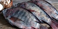 Cegah Gagal Ginjal, Ini 5 Jenis Ikan yang Disarankan