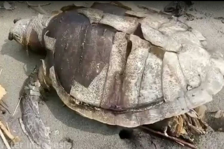 Aktivis Wild Water Indonesia untuk Kulon Progo mengubur bangkai penyu di kawasan Pantai Congot, Temon. Penyu sudah dalam kondisi busuk dan terdapat sampah plastik yang keluar dari perutnya.  Foto ini diambil dari posting-an sebuah akun dalam grup WWI Kulon Progo di FB.  (ISTIMEWA)