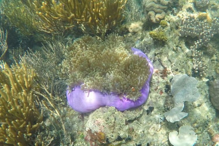 Salah satu karang unik, yang ditemukan di perairan sekitar Pulau Manjerite, TN Komodo, NTT saat snorkeling, Rabu (14/11/2018).