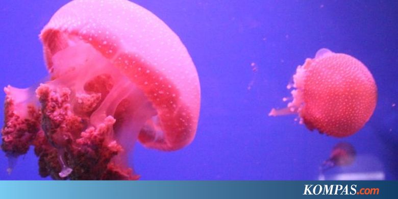 Banyak Ubur-ubur di Pantai Ancol, Manajemen Pasang Papan Peringatan