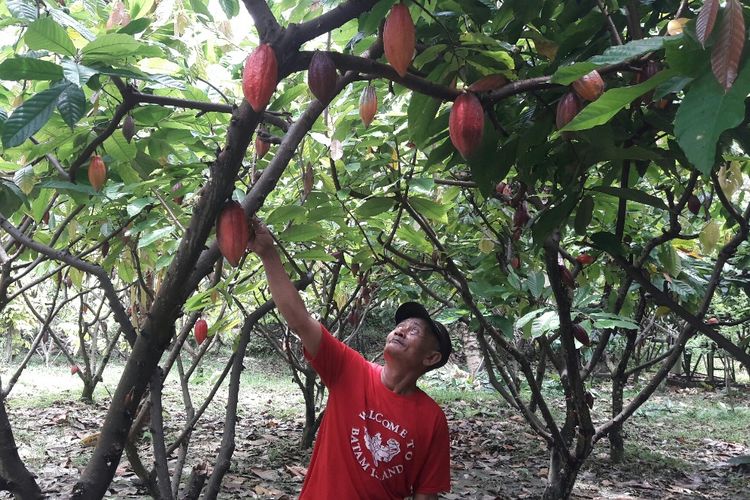 Salah seorang petani Kakao di Kelurahan Lalombaa, Kabupaten Kolaka tengah membersihkan tanamannya. 