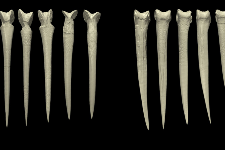 Belati tulang: (kiri) belati yang terbuat dari tulah paha manusia, (kanan) belati yang terbuat dari tulang burung kasuari.
