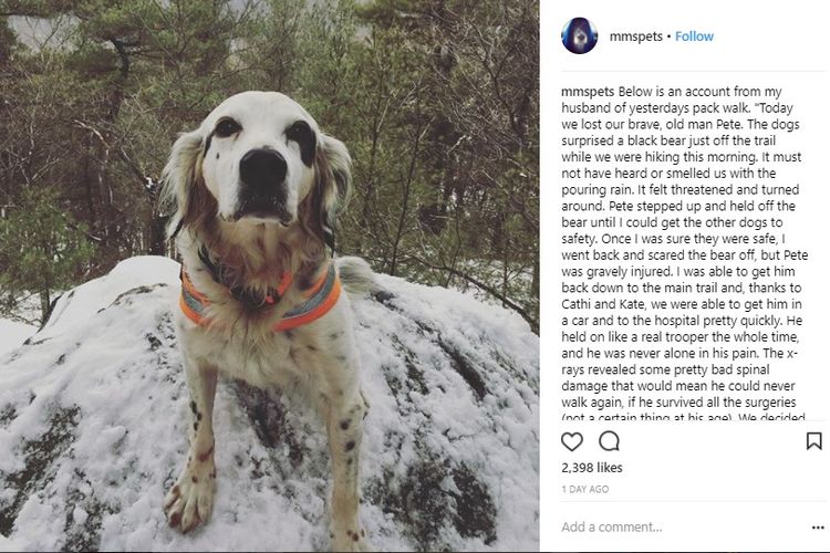 Kisah anjing heroik, Pete, yang melindungi majikannya dari serangan beruang saat tengah berjalan-jalan di gunung menjadi pembicaraan di dunia maya.