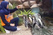 Serunya Berinteraksi Langsung dengan Penguin