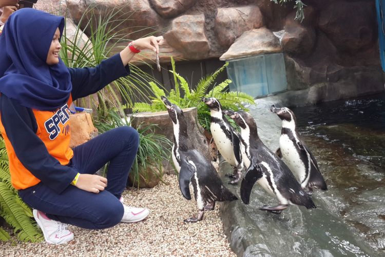 Salah satu pengunjung Eco Green Park, Kota Batu saat memberi makan penguin Spheniscus humboldti, Rabu (25/4/2018).