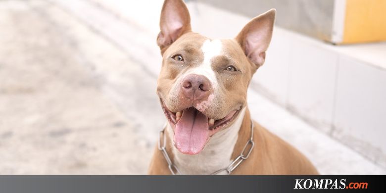 Anjing Pitbull Serang Sekelompok Anak Di Taman Sekolah 15 Terluka