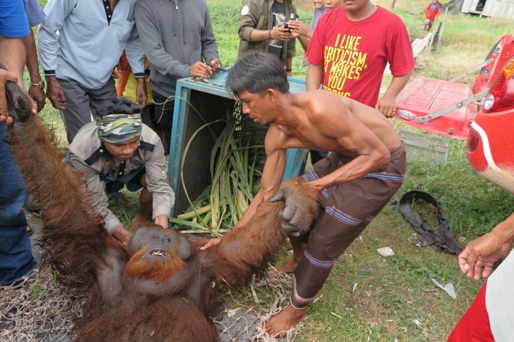 Proses evakuasi orangutan seberat 90 kilogram bernama Krisno dari lahan pertanian warga Desa Sungai Raja, Kecamatan Jelai, Kabupaten Sukamara, Kalimantan Tengah, Sabtu (24/2/2018).