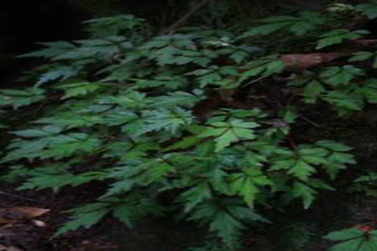Begonia balgooyi