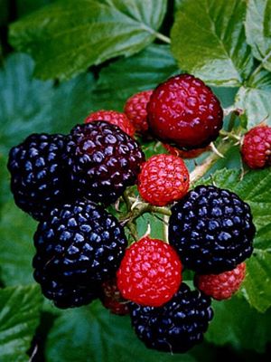 Ilustrasi keluarga buah Berry.