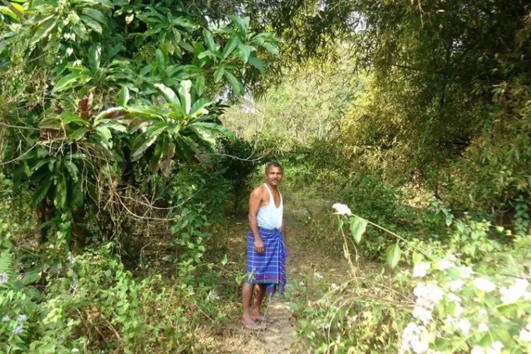 Berkat Jadav Payeng, lahan pulau yang dulu tandus kini telah berubah menjadi hutan hijau yang luas.