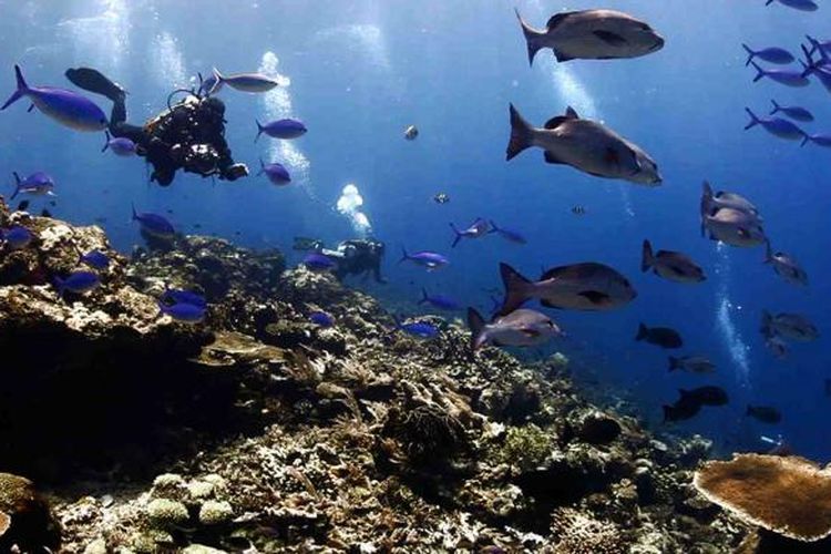 Panorama bawah laut Raja Ampat yang terkenal indah.