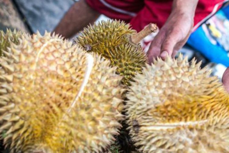 Durian bengkulu yang sudah matang, tampak menguning dan merekah.