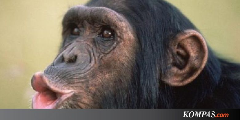Peneliti: Tempat Tidur Simpanse Lebih Bersih daripada Manusia