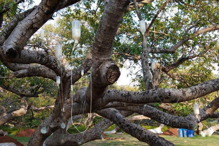 Sebuah pohon di India diinfus