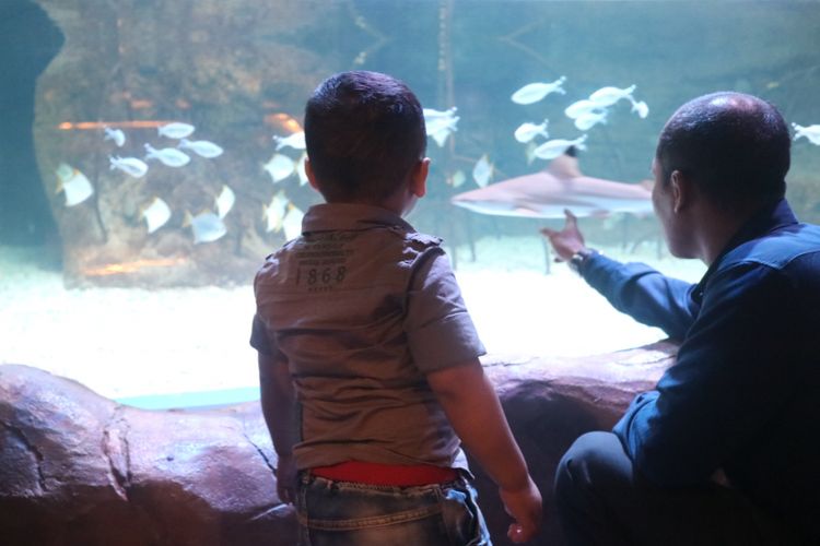 Pengunjung bisa melihat dari dekat, hewan-hewan bawan laut yang jarang ditemui, di Jakarta Aquarium.
